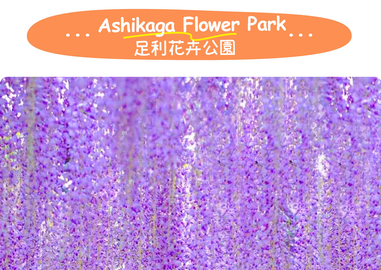 足利花卉公園以「紫藤花物語大藤節」聞名,每年春季展出350多株樹齡超過160年的大藤。 足利花卉公園以「紫藤花物語大藤節」聞名,每年春季展出350多株樹齡超過160年的大藤。