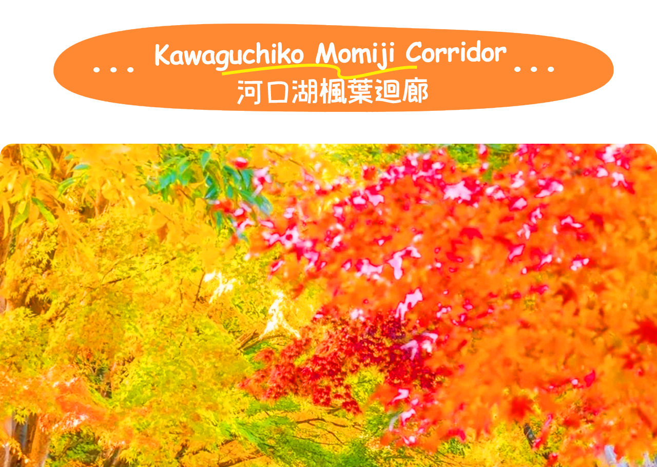 河口湖楓葉迴廊以富士山為背景，漫天紅葉鋪就夢幻秋景，是觀賞富士秋色的絕佳地點。