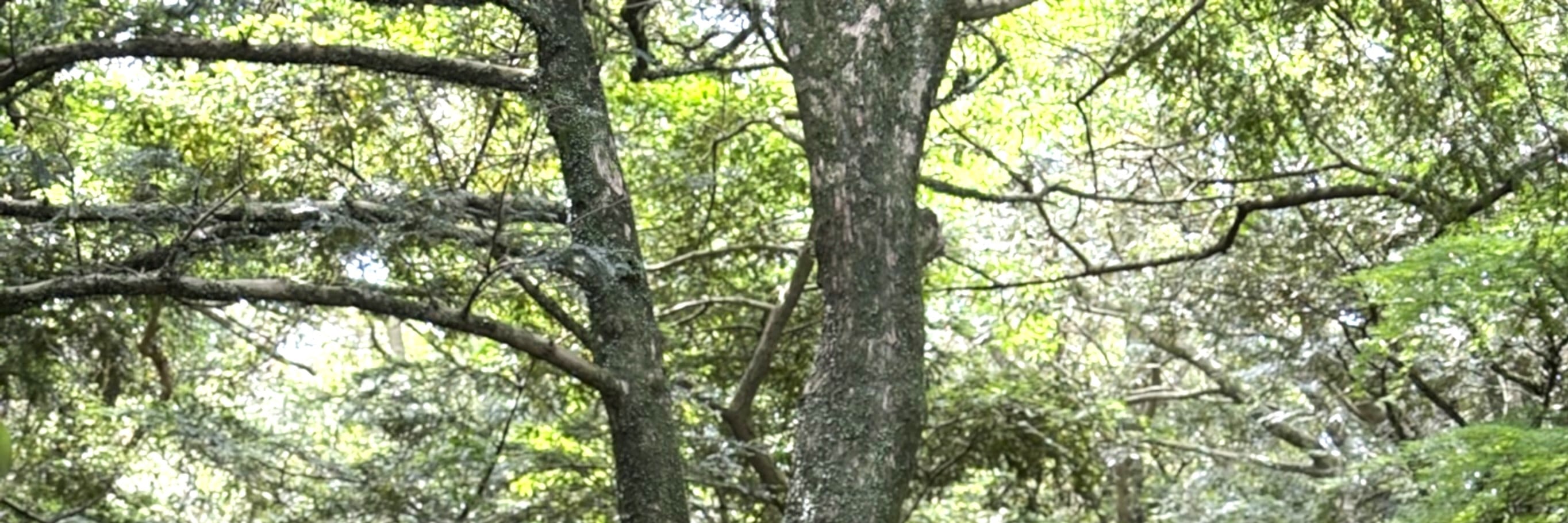 濟州療愈聯合國教科文組織小團體一日遊