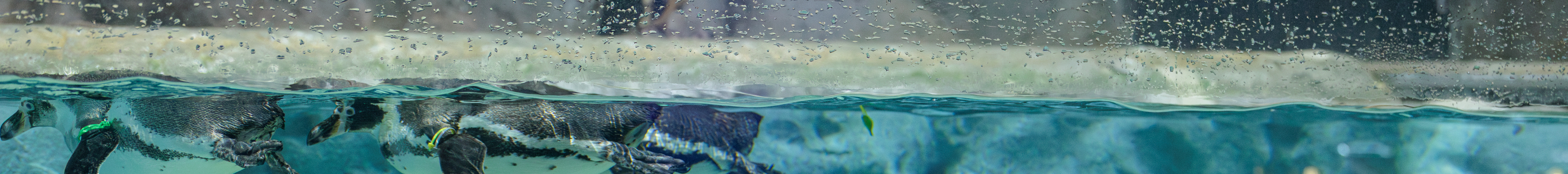 沖繩 DMM Kariyushi 水族館門票