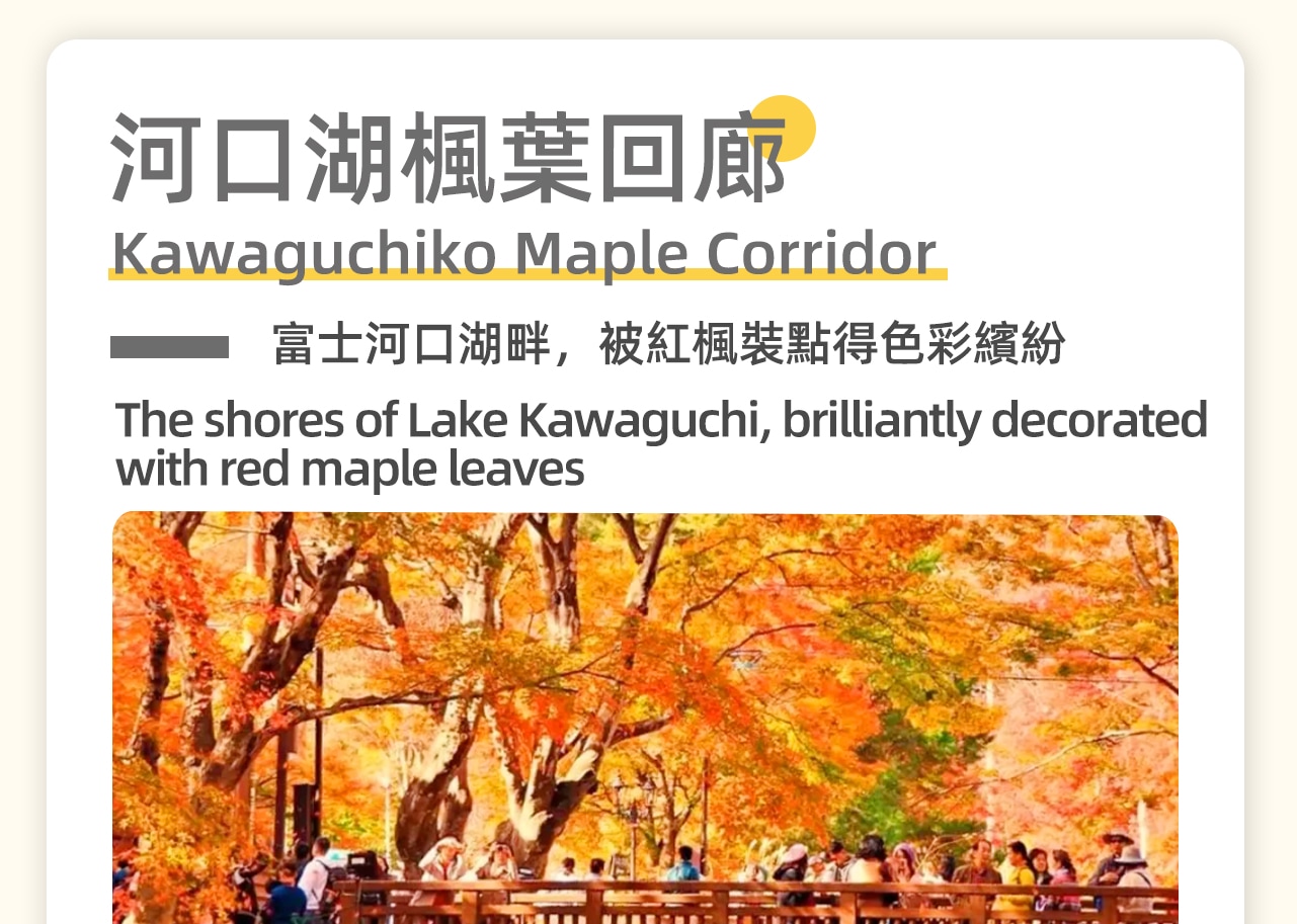 楓葉季節限定：河口湖楓葉迴廊，冠雪的富士與火紅的楓葉互相輝映的景象，是您不容錯過的景色。一年一次的難得盛會，正等著您的參與及到訪。富士河口湖畔，被紅楓裝點得色彩繽紛，瑰麗的金秋景致讓人迷醉。