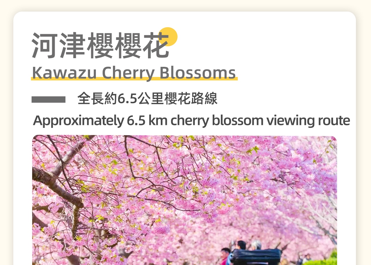 河津櫻櫻花祭，在河津町，從二月上旬開始到三月中旬左右，每年都可以欣賞到粉嫩的櫻花繽紛爛漫，競相盛開的美景。