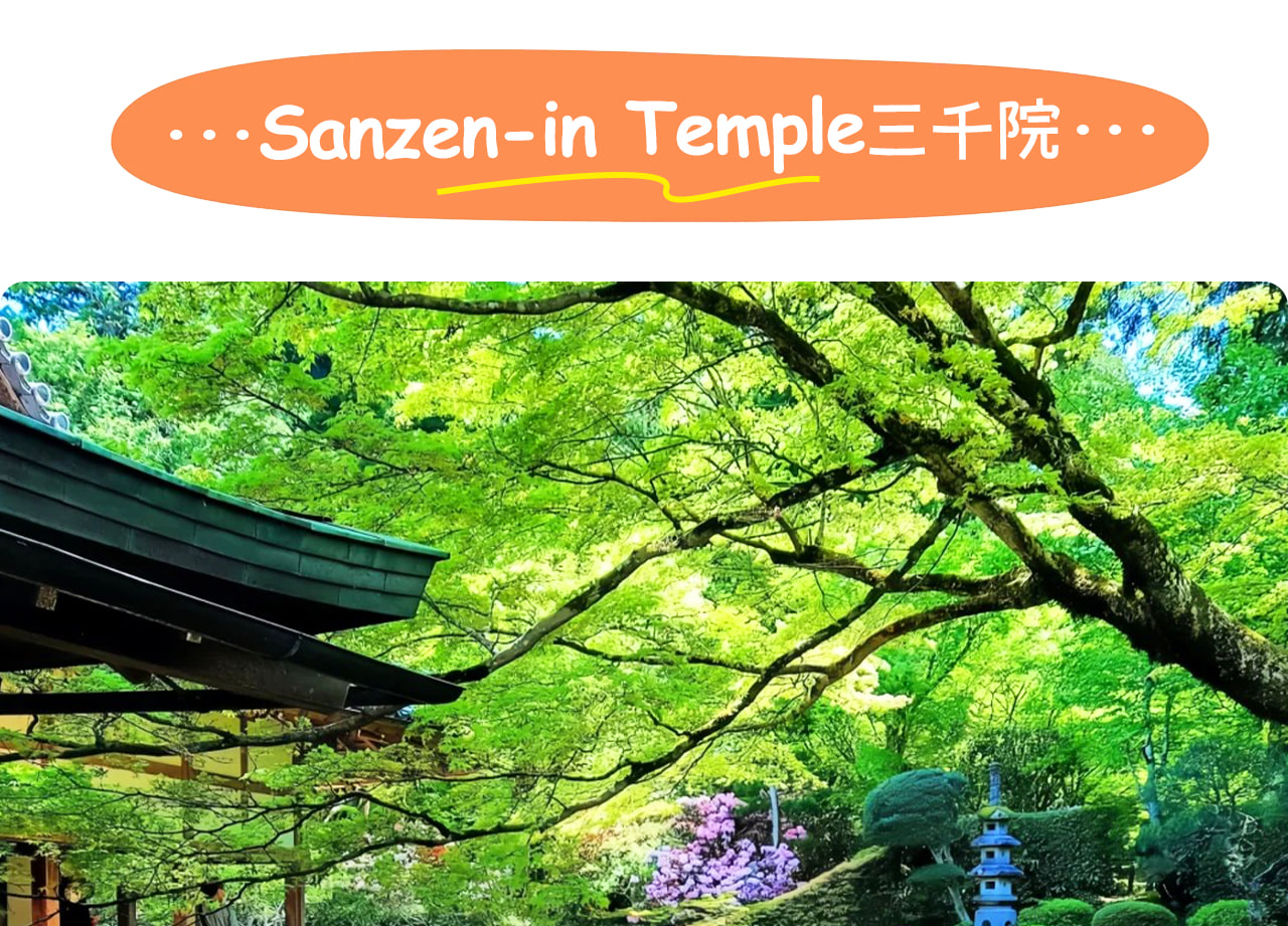 季節限定（除琵琶湖觀景臺外日期前往）嵐山三千院隱於大原山谷間，庭院苔蘚如毯，古殿堂與自然交織出靜謐禪意之美。