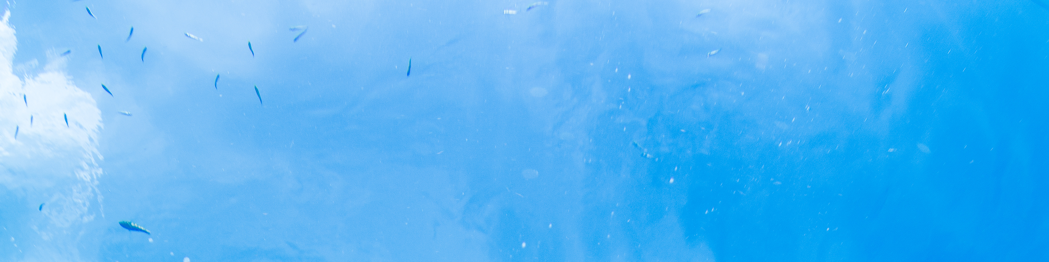 佩母德蘭 PADI 潛水中心體驗潛水
