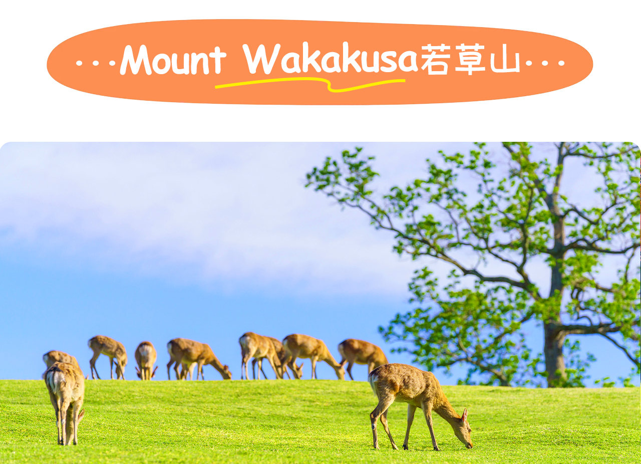 若草山：奈良著名的綠草山丘，登頂可俯瞰古都全景，冬季還能觀賞傳統的若草燒山火祭。