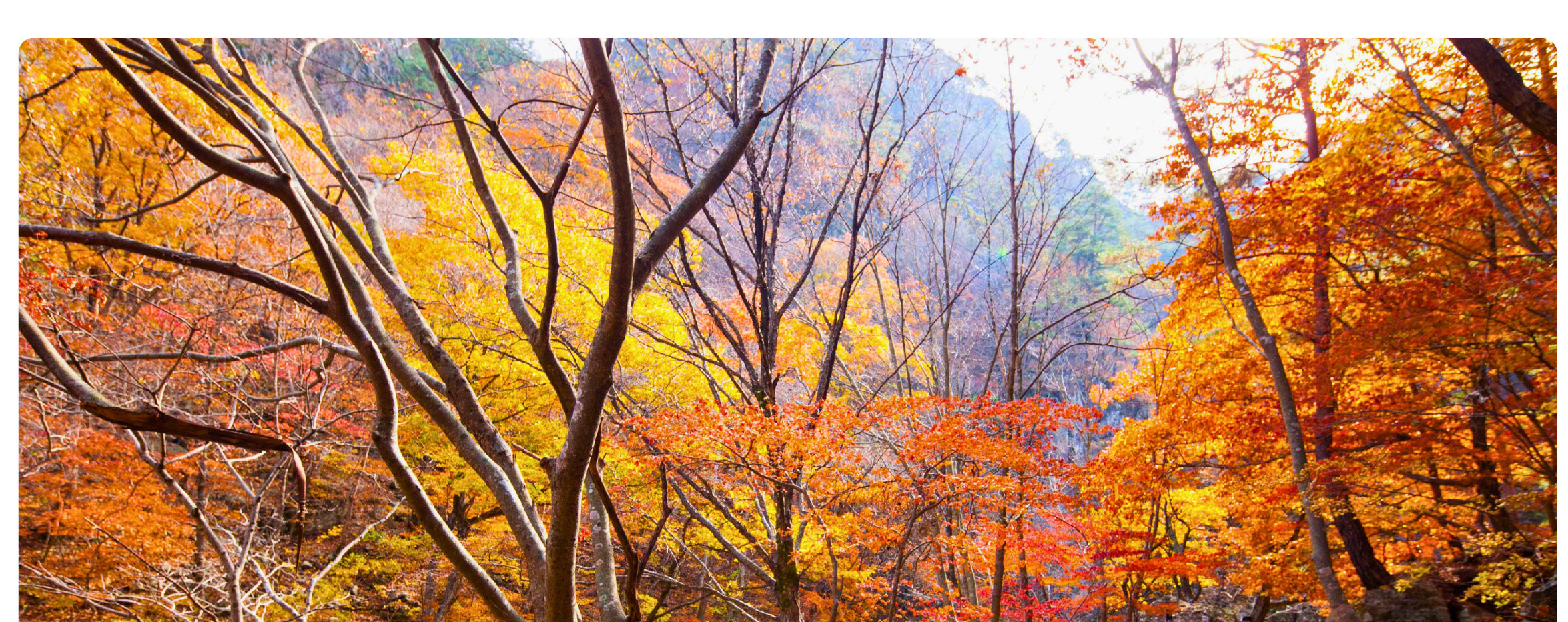 [秋季]周王山賞楓一日遊(釜山出发)	