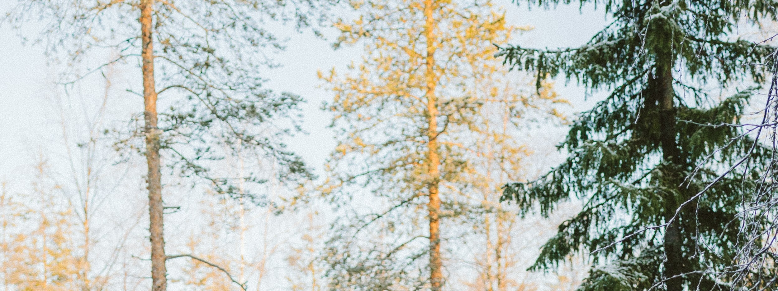 7 Km Huksy Sled Advenutre 