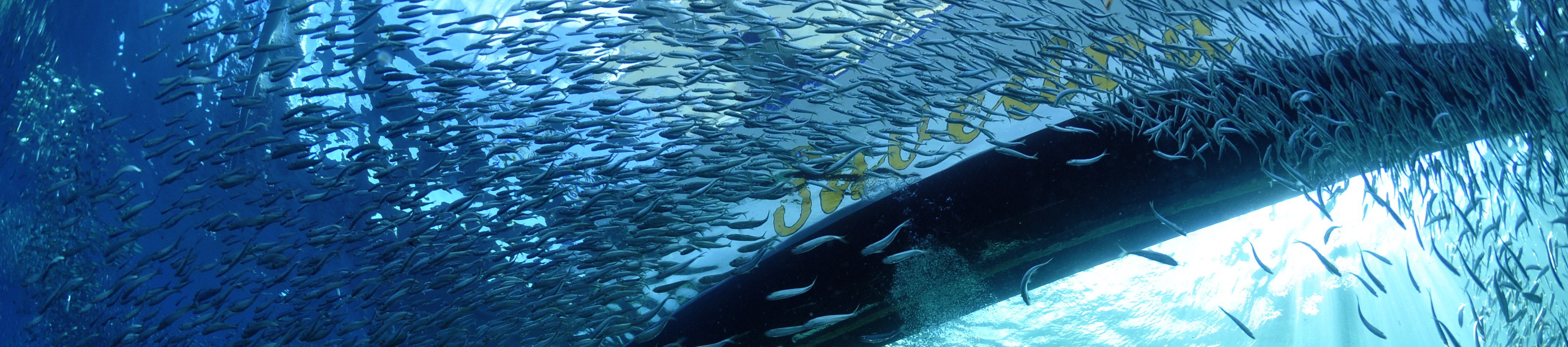 莫阿爾博阿爾高氧空氣潛水體驗（PADI五星級潛水中心）