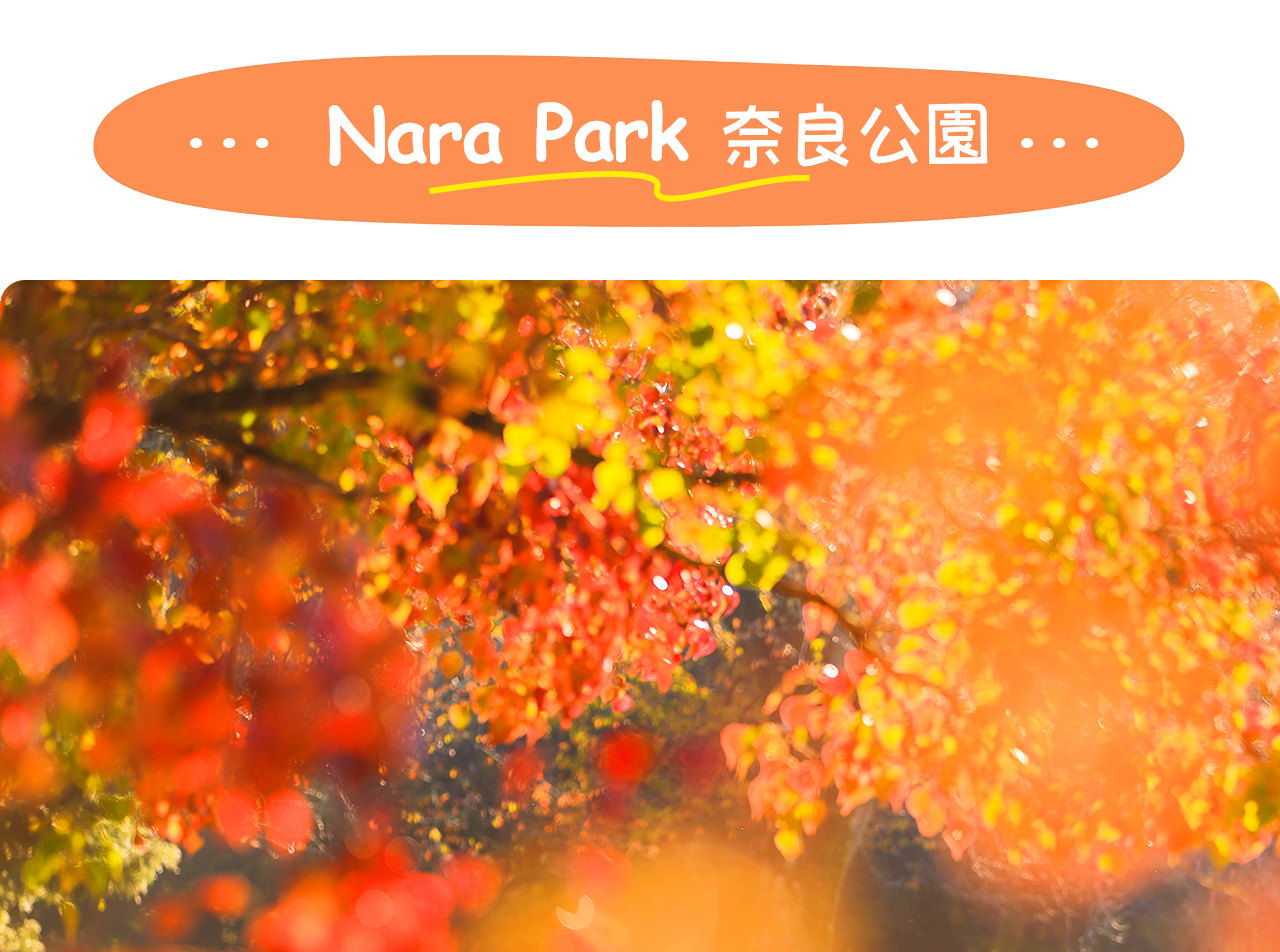 奈良公園是梅花鹿的樂園，遊客可與溫順的小鹿親密互動，感受古都的自然魅力。
