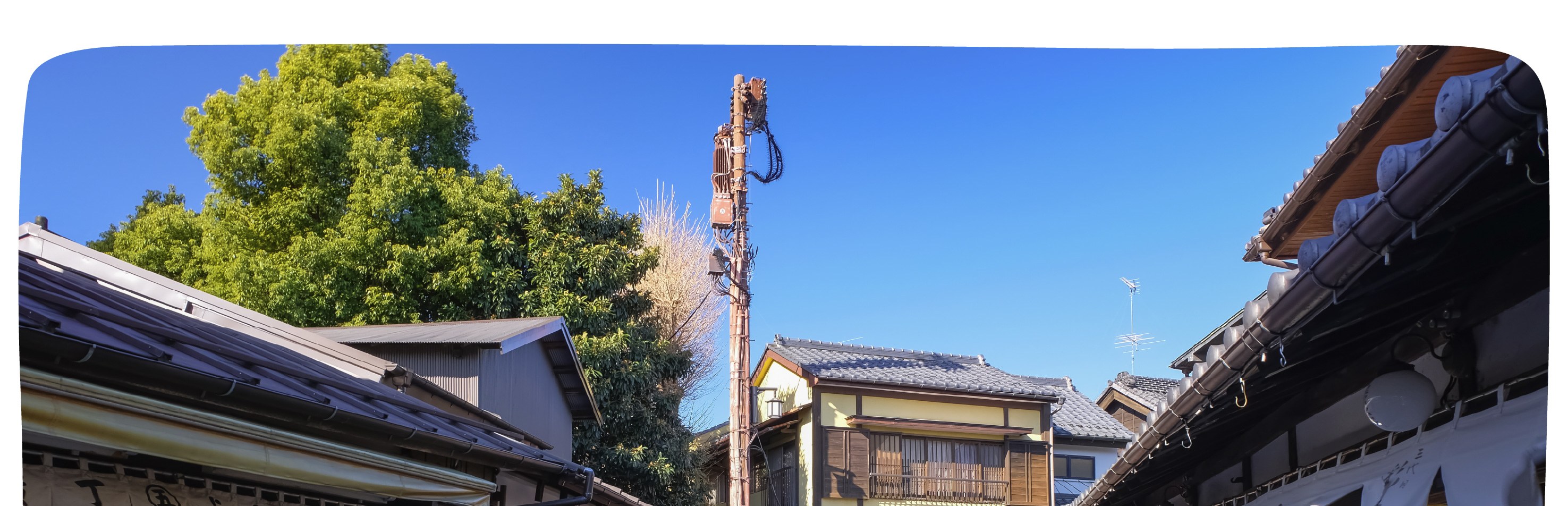 季節限定: 國營常陸海濱公園 & 足利花卉公園一日遊 (東京出發)