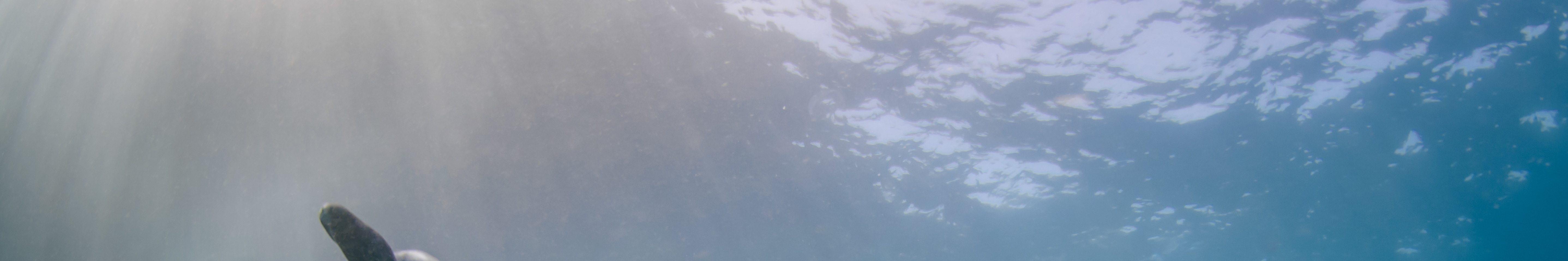 潛水和喜悅：藍夢島的三個有趣的潛水與PADI5* 中心