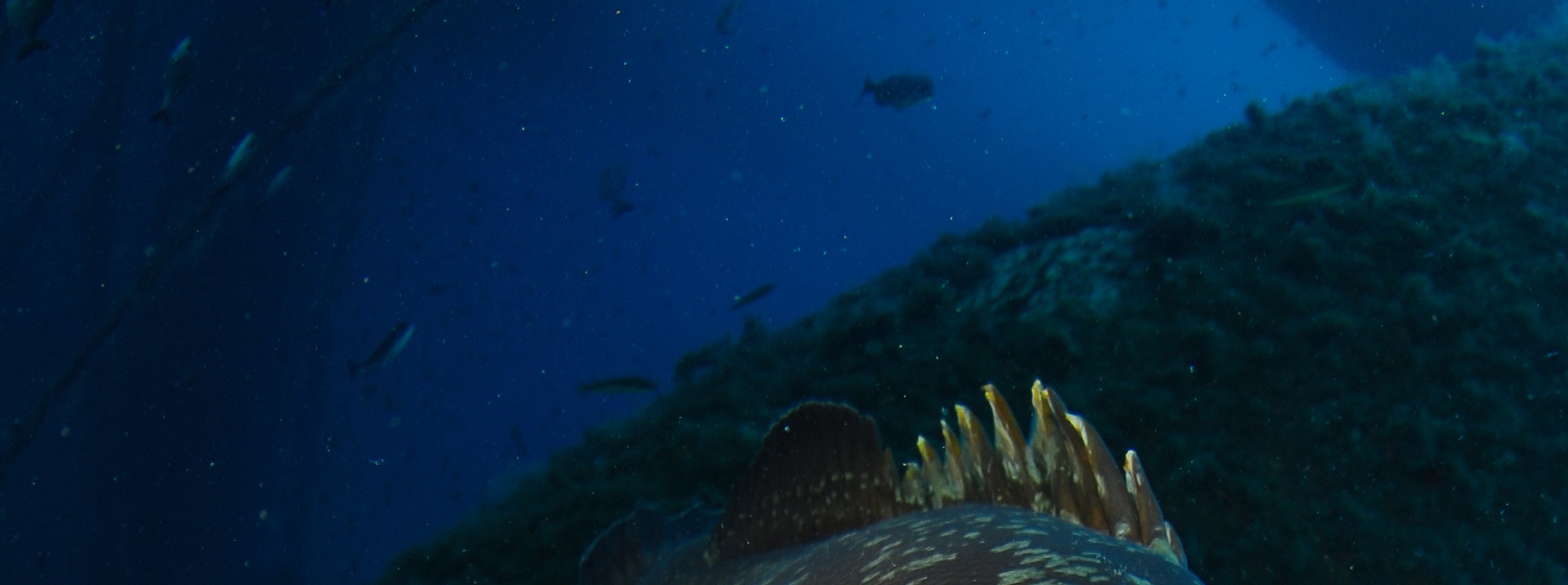 伊維薩島的潛水精通：PADI 5* 中心的高級開放水域課程
