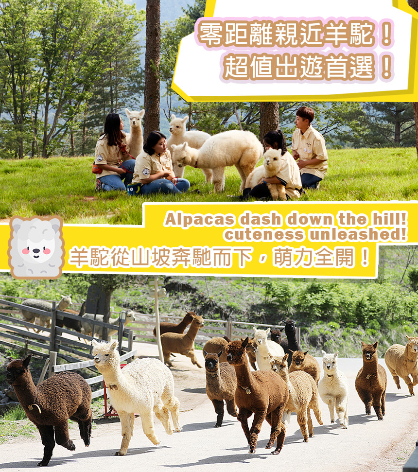 羊駝世界 & 南怡島 & 江村鐵路自行車 & 小法國村 & 樂高樂園
