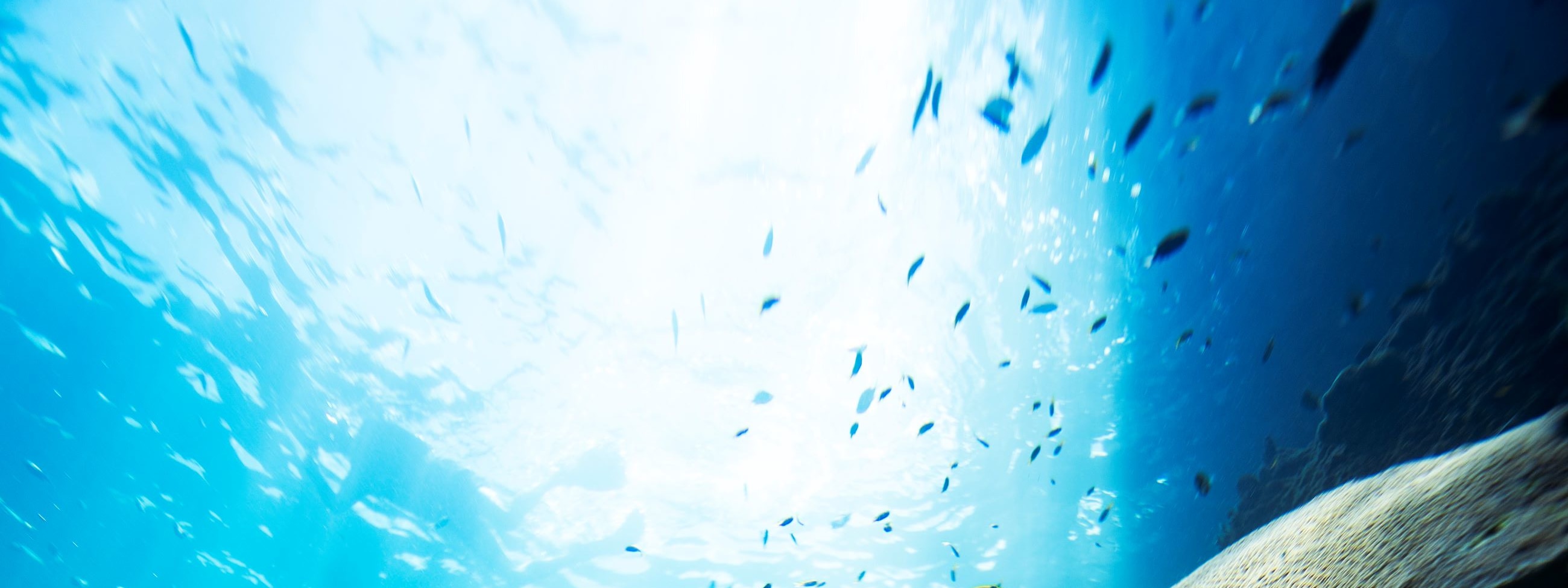 皮皮島水肺潛水課
