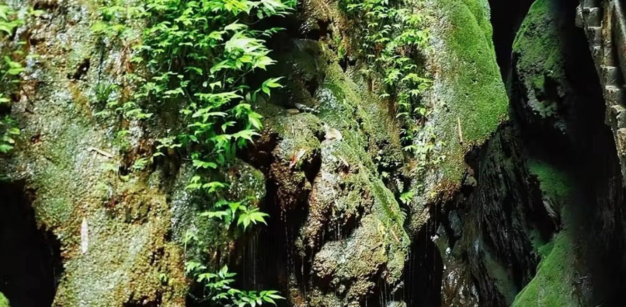重慶武隆中英文私家團二日遊（天生三橋+龍水峽地縫+仙女山森林公園+芙蓉洞/816工程/白馬山天尺情緣/天坑寨子+重慶往返）