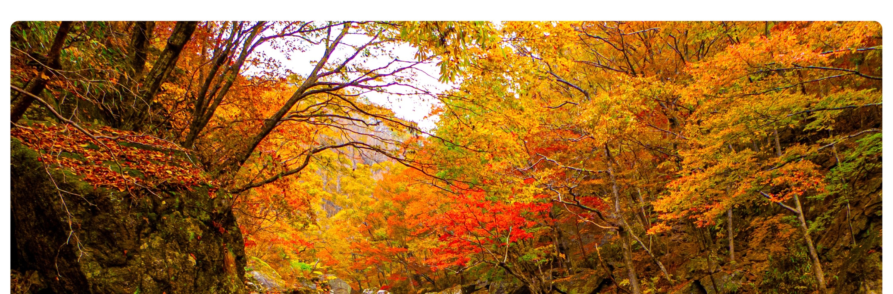 智異山紅葉一日遊（釜山出發）