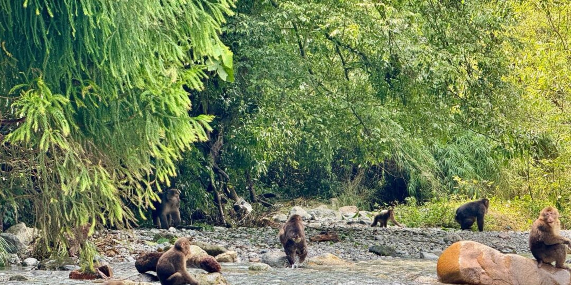 Step into the Qingyin Pavilion Canyon in Emei, where you will see gurgling streams and melodious waterfalls. Go to the ecological monkey area, where you will see agile wild monkeys roaming in the forest, sharing this wonderful journey gifted by nature wit