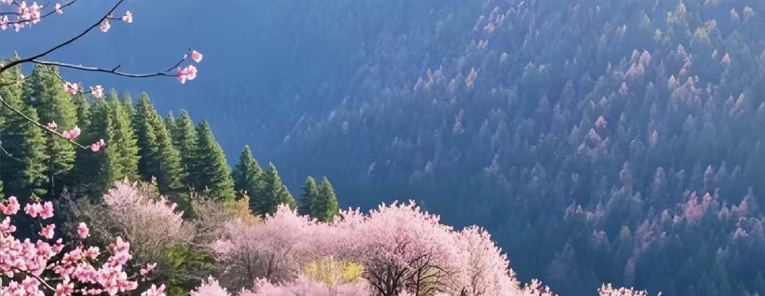 粉花滿樹映碧水，花枝垂落湖面，水下紋路清晰可見。粉豔花影與碧綠湖水交織，春日的浪漫與山水的靈秀完美融合，如夢幻仙境