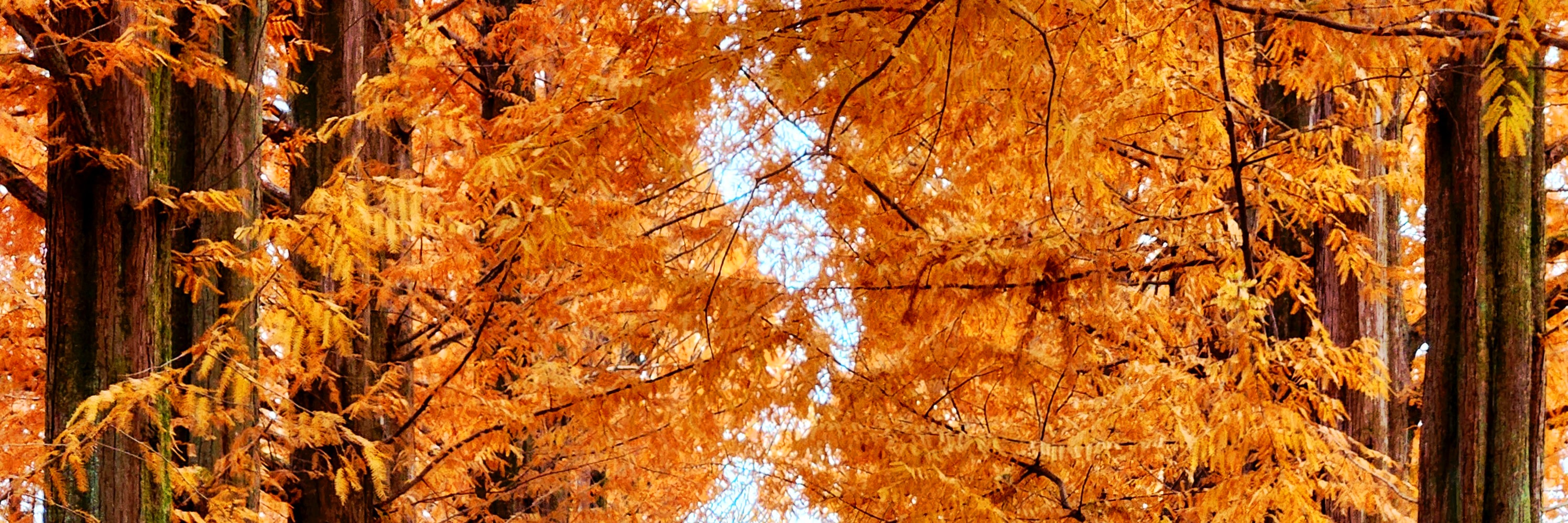 秋天將島嶼染上金黃的銀杏與火紅的楓葉，美不勝收。