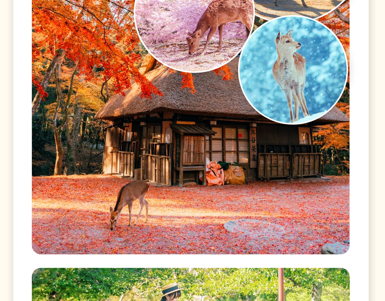 奈良公園,可同時看到「鹿和楓葉」,公園裡的紅葉在常綠樹的鮮綠對比之下,更顯豔麗。位於奈良市若草山麓的都市公園,東大寺、春日大社等奈良的名勝古蹟都在這裡,是遊奈良的必到之處。 奈良公園,可同時看到「鹿和楓葉」,公園裡的紅葉在常綠樹的鮮綠對比之下,更顯豔麗。位於奈良市若草山麓的都市公園,東大寺、春日大社等奈良的名勝古蹟都在這裡,是遊奈良的必到之處。