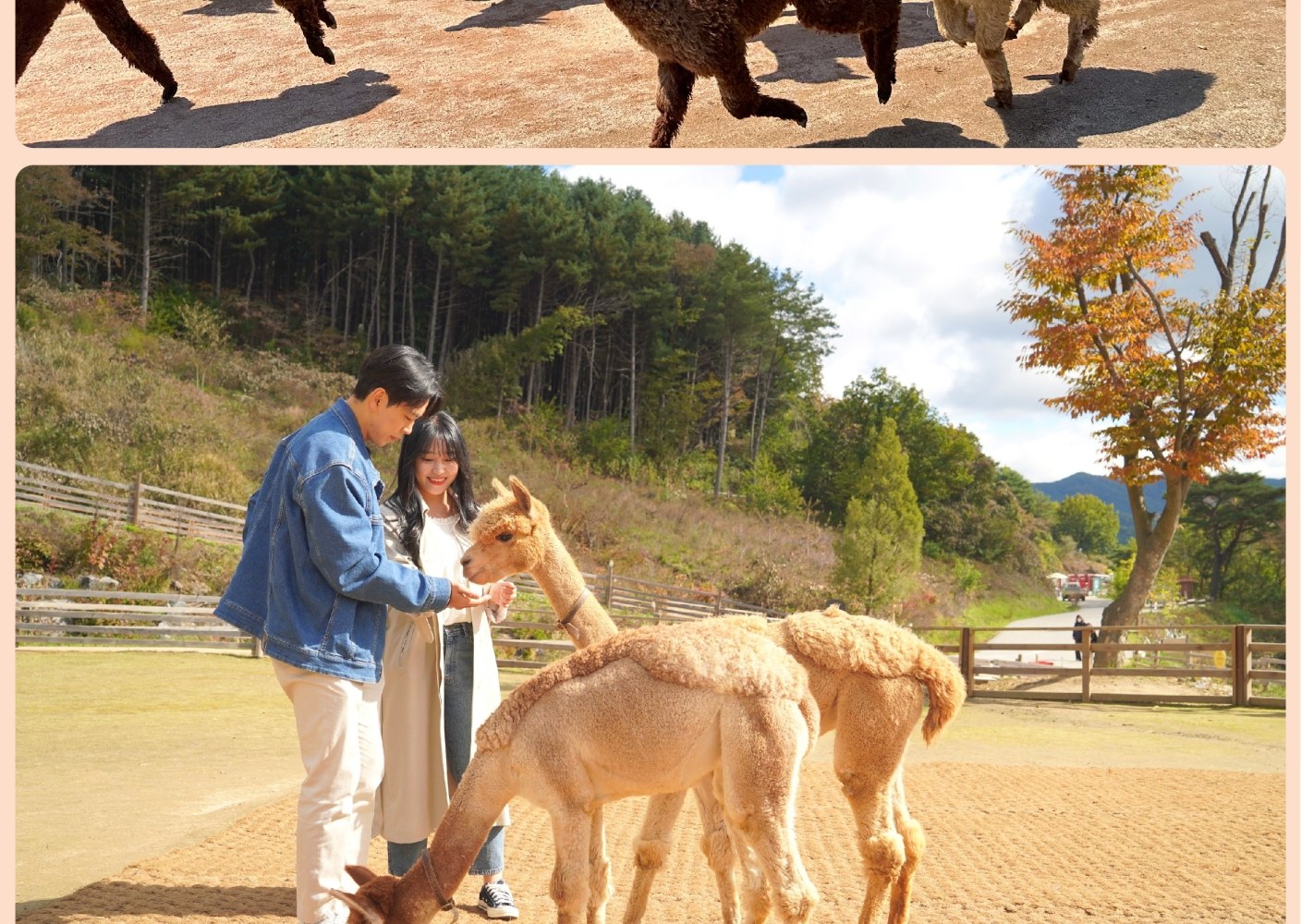 The Stay Healing Park / 草泥馬樂園 / 南怡島 / 鐵道自行車一日遊（首爾出發）