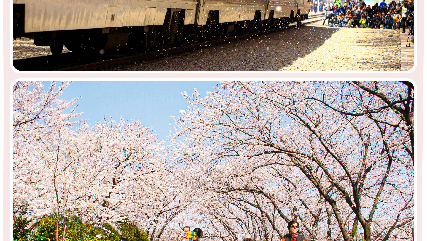 鎮海櫻花節一日遊（首爾和釜山出發）