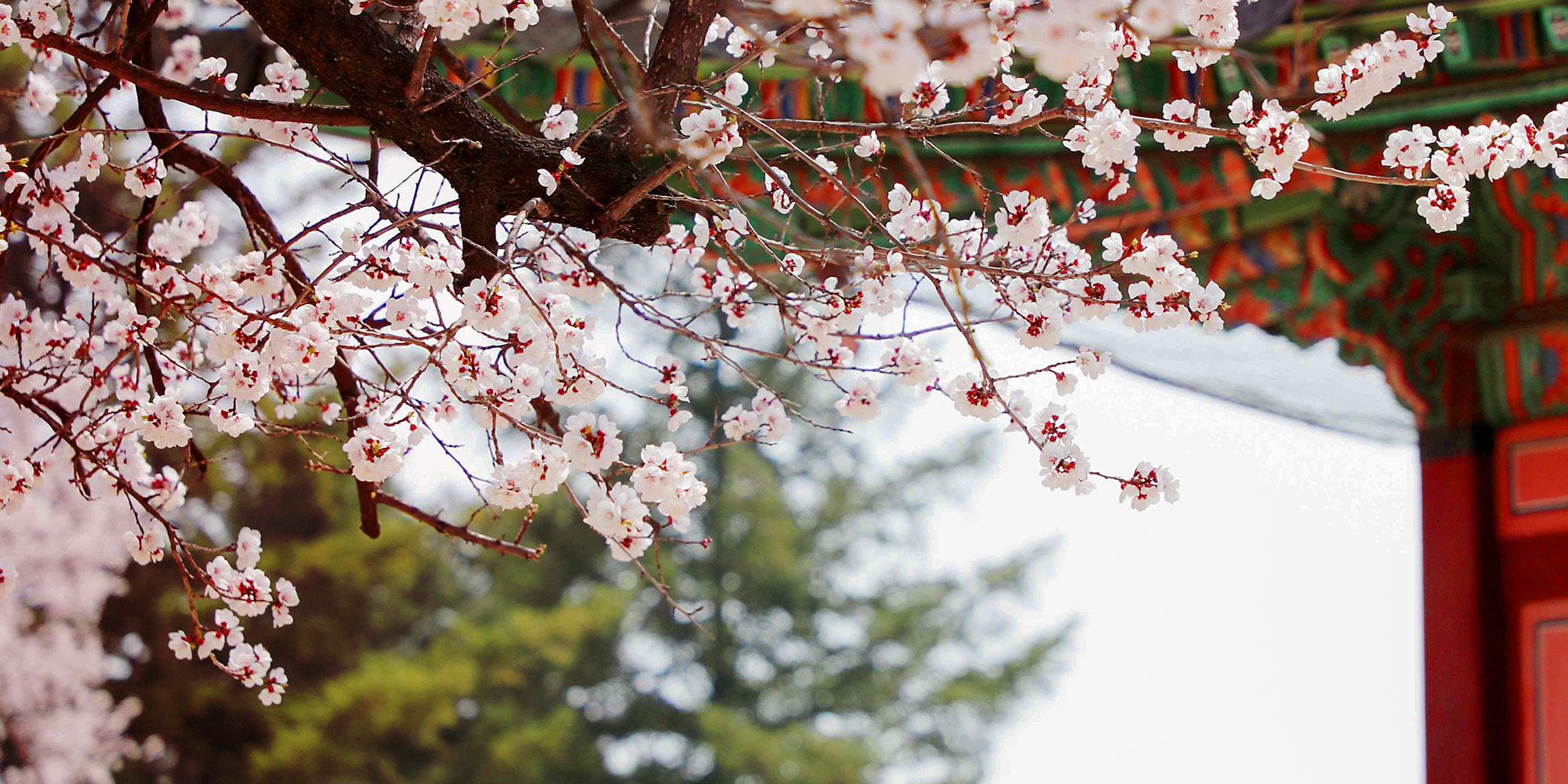 🌸 春天來臨時,五彩繽紛的花朵綻放,創造出令人驚歎的景色。 🌸 春天來臨時,五彩繽紛的花朵綻放,創造出令人驚歎的景色。