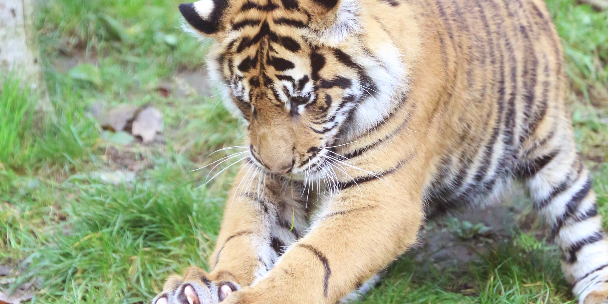 倫敦動物園門票