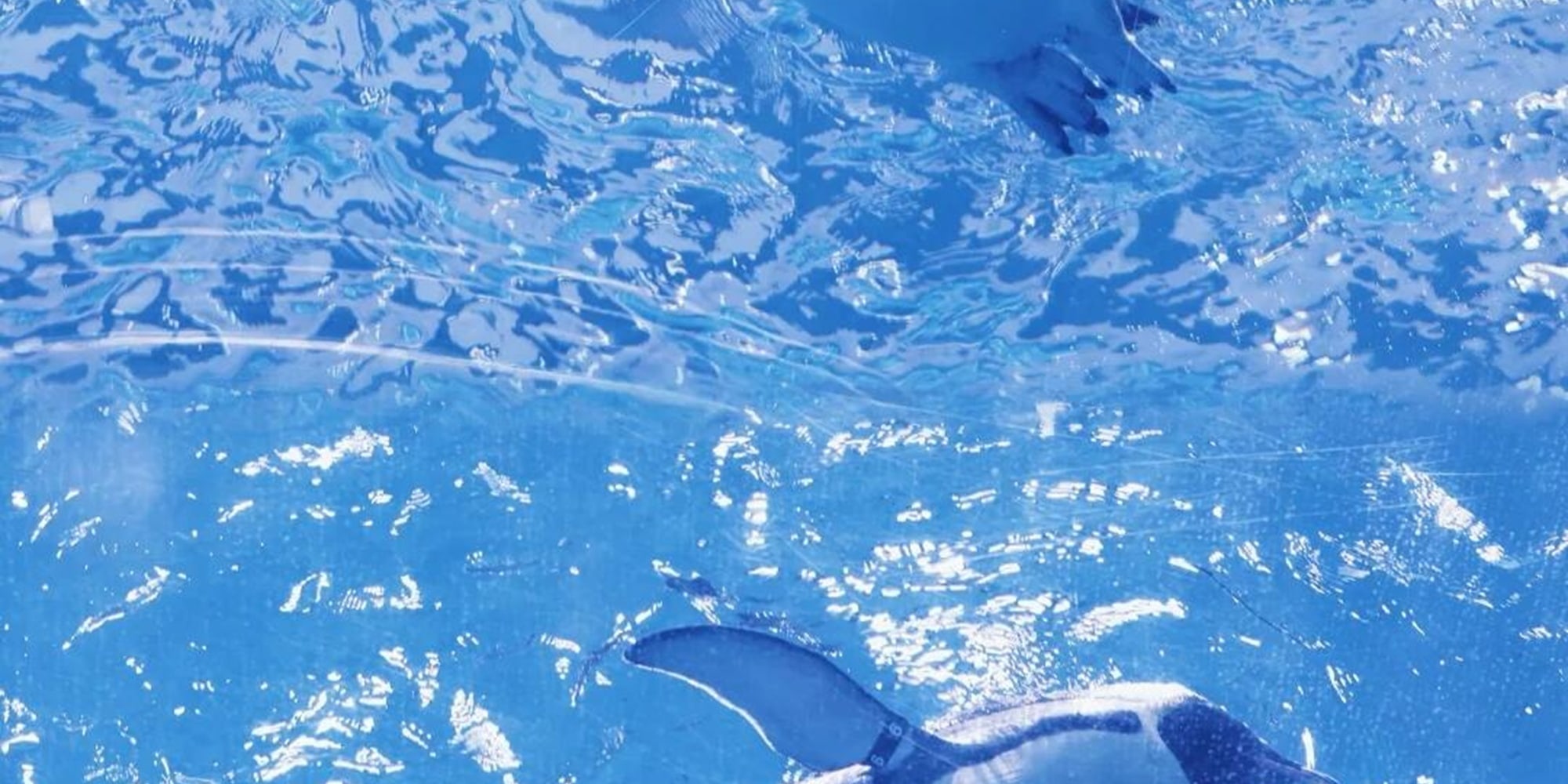 Penguins swim in the water, lighting up Haichang's blue world with their agile figures. Come and see the "little stars of the ocean"