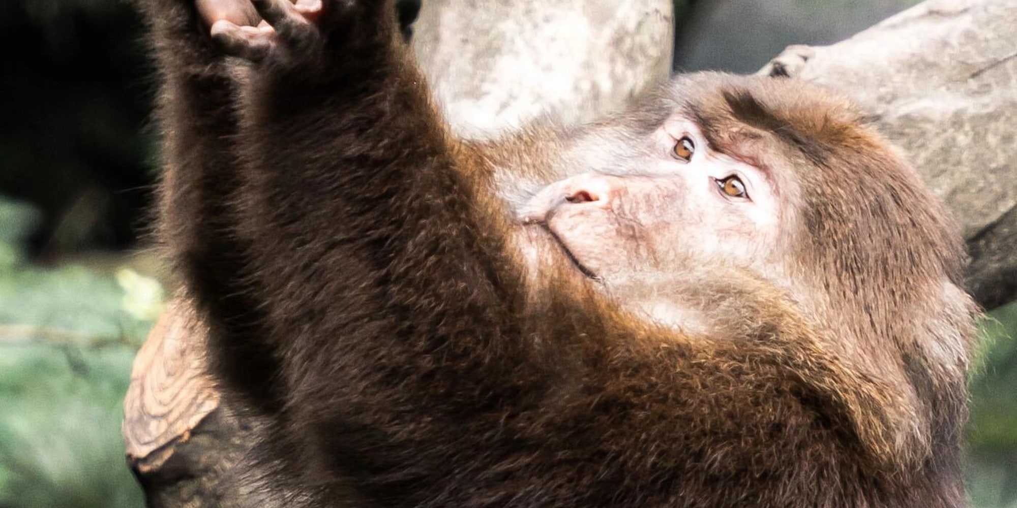 The Emei monkeys are lively and agile. You can meet them in the forest, feel the wildness of nature, and leave unforgettable mountain memories.