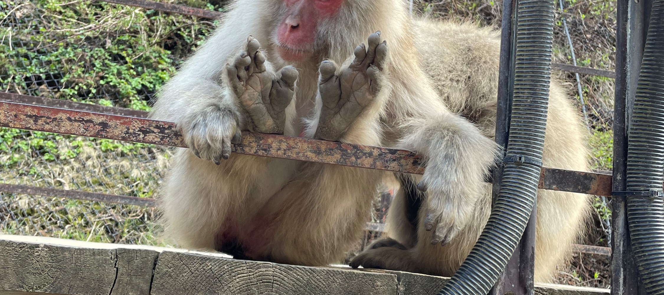 Snow Monkey Park & Shibu Onsen Private Tour