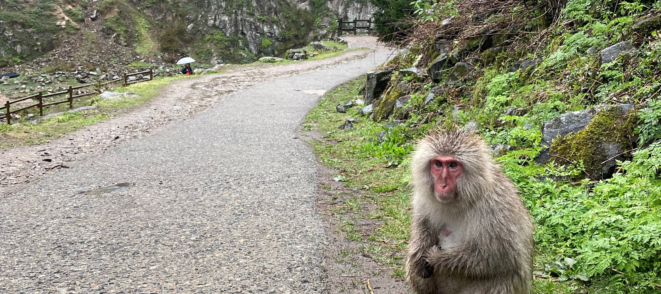 Snow Monkey Park & Shibu Onsen Private Tour