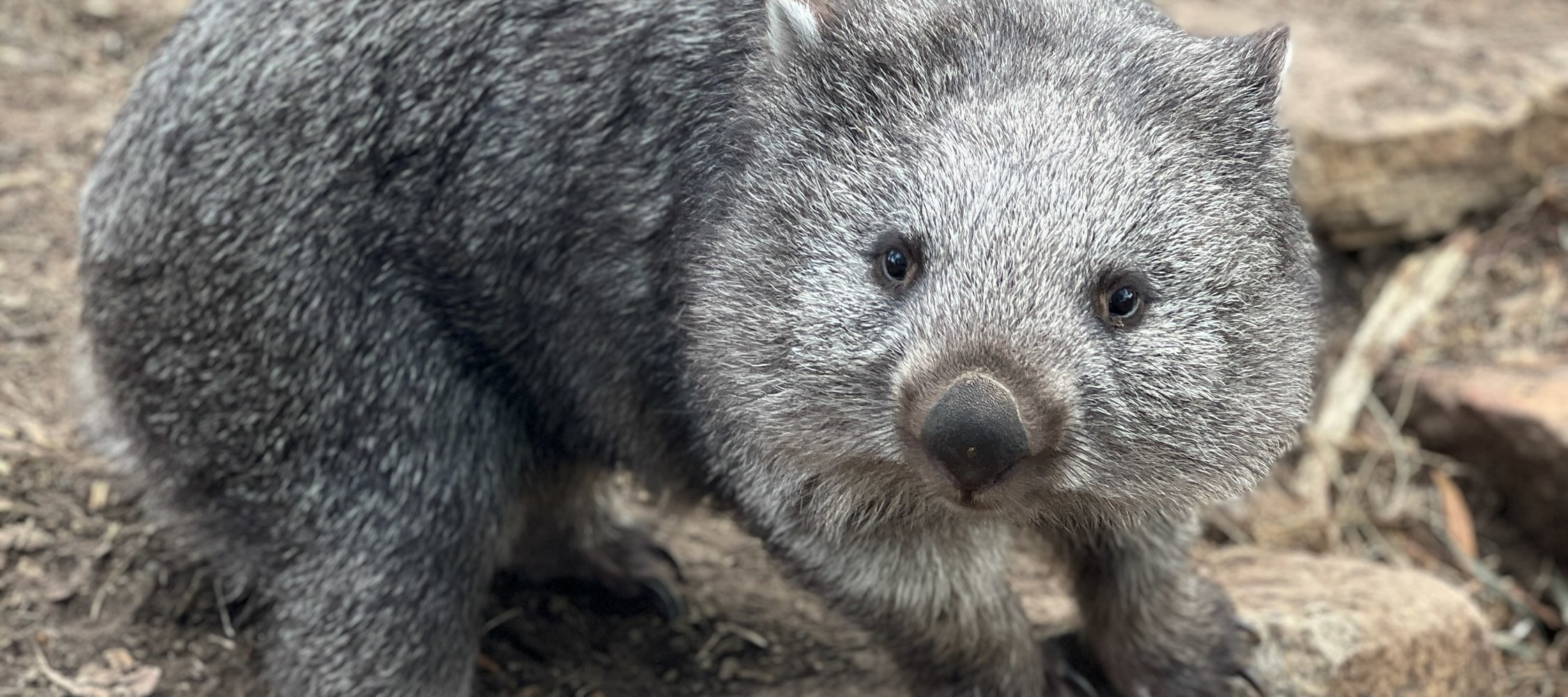Richmond and Borong Wildlife Sanctuary Half Day Tour from Hobart