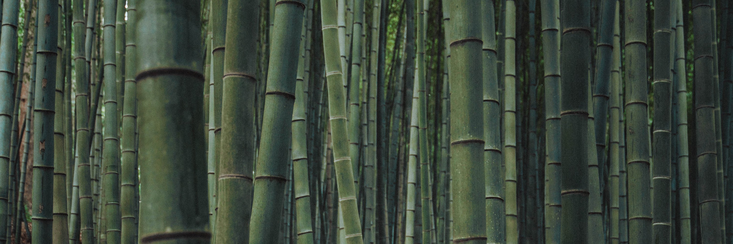 在九峰山林迷失於竹林中