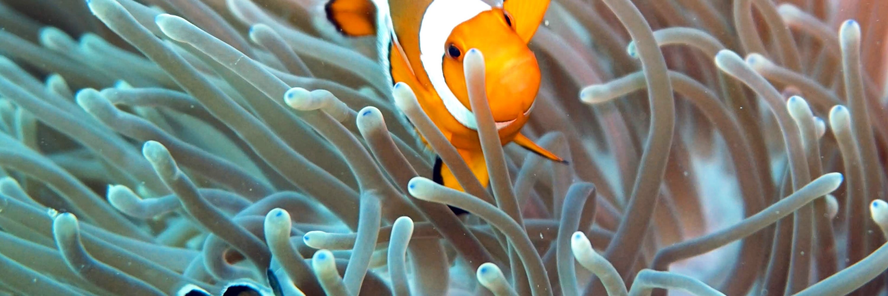 皮皮島 PADI 潛水課程
