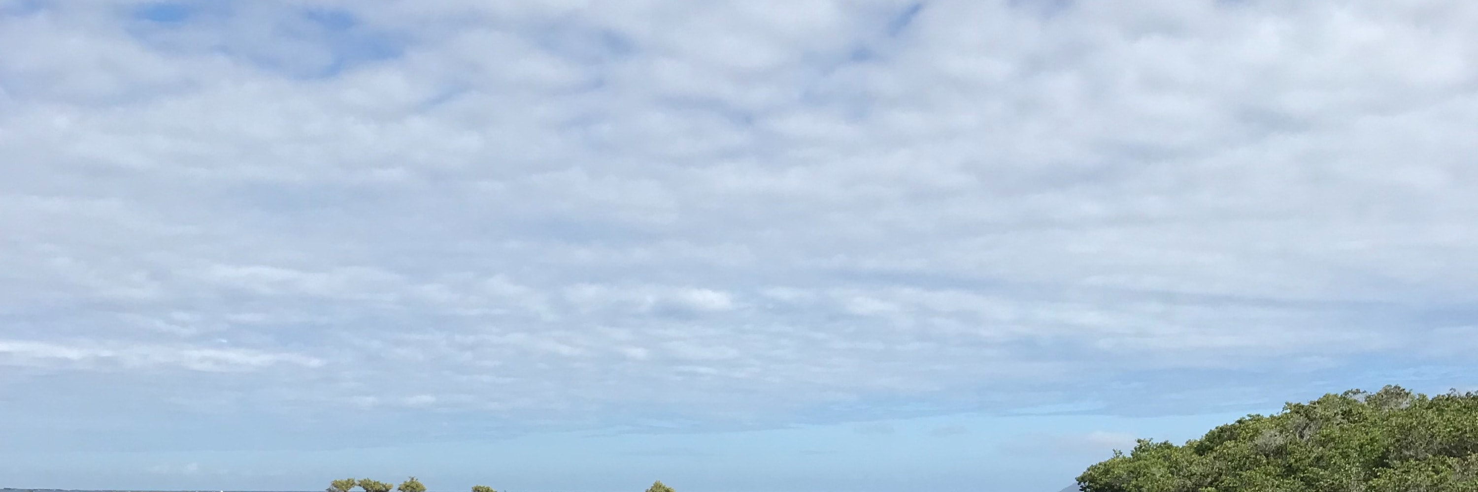 Tintoreras 灣遊船之旅（伊莎貝拉島出發）