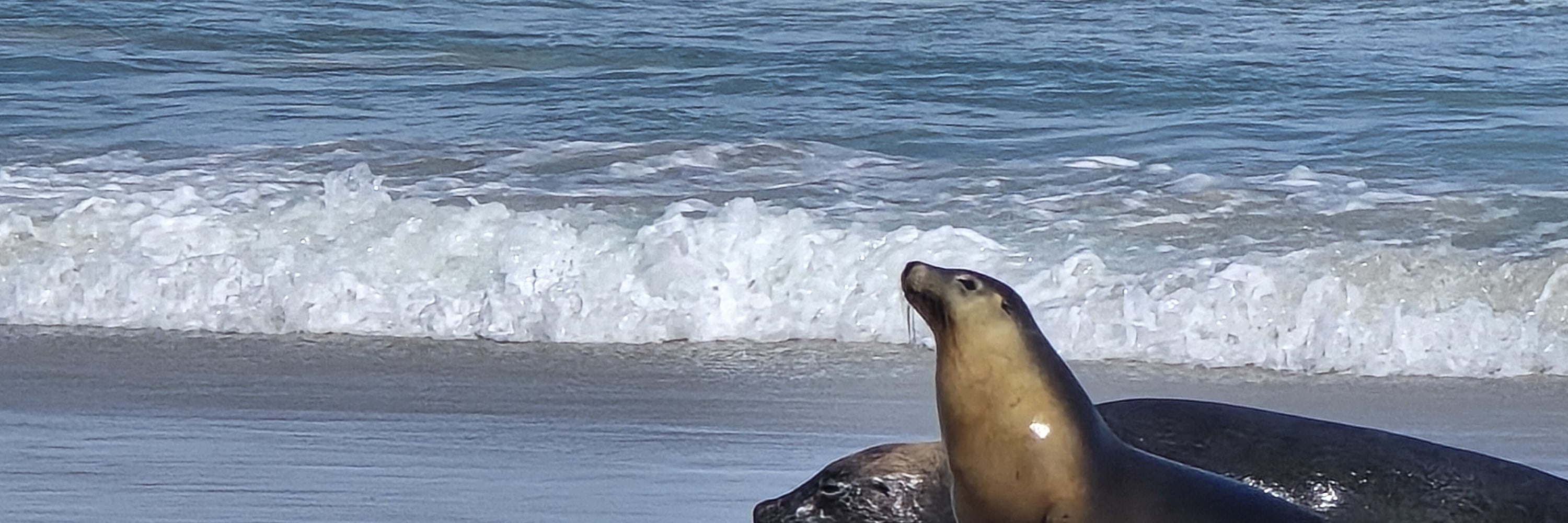 2 天袋鼠島野生動物探險