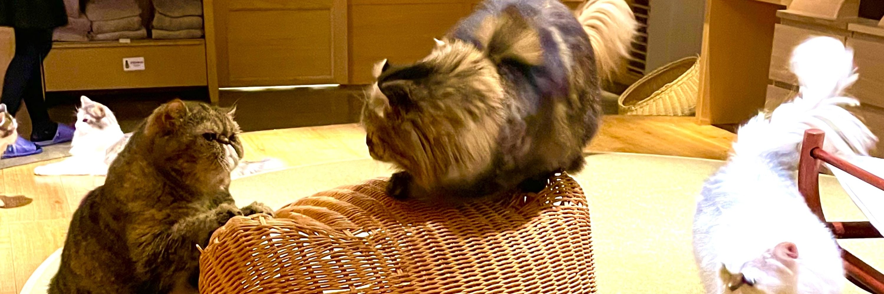 Cat cafe with charming cats.