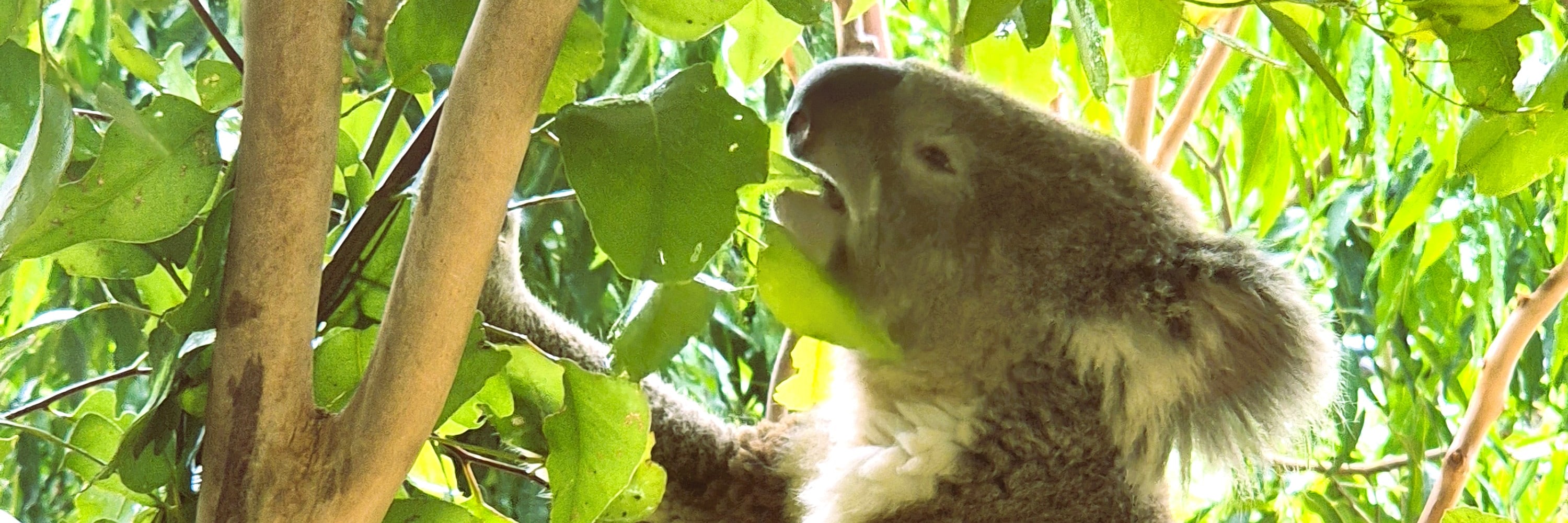 Splendors of Nature on a Blue Mountains Adventure Small Group Tour - Thumbnail 18