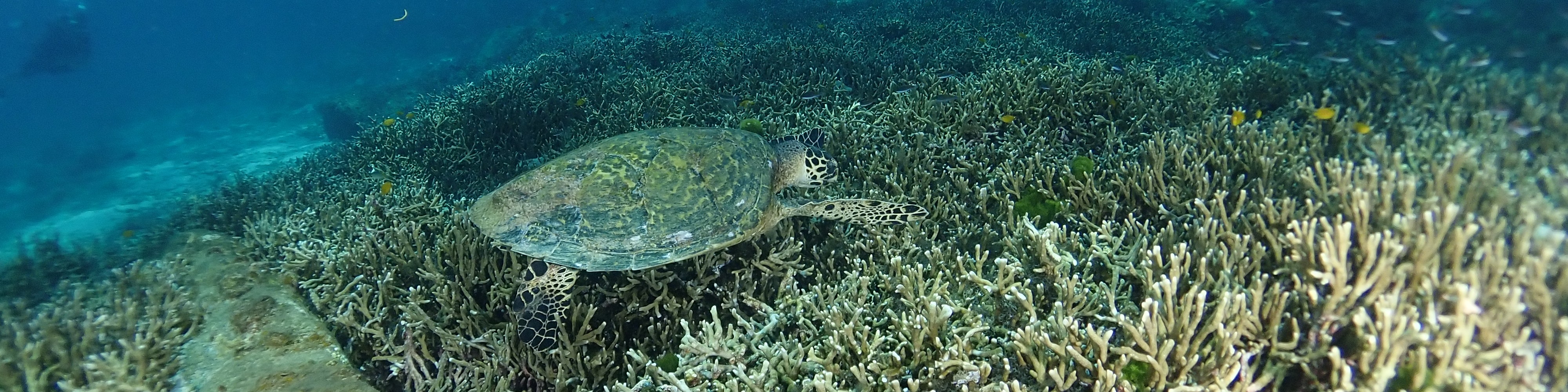 普吉島PADI開放水域潛水員體驗（含證書）