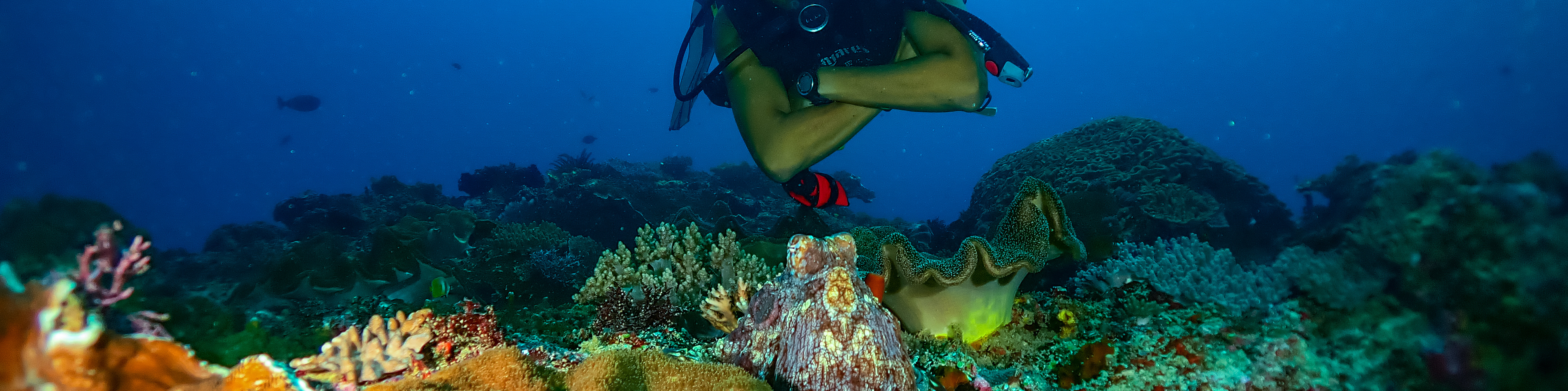 解鎖深度：努沙佩尼達島 PADI 5*中心高級課程