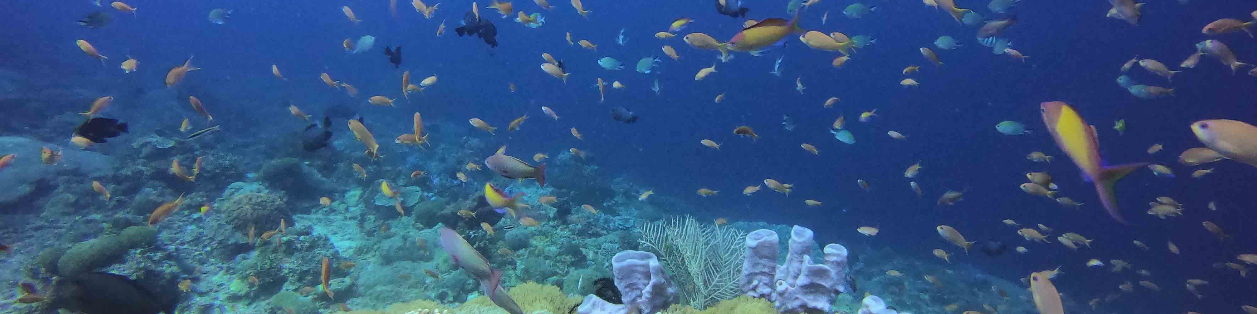 沙努爾的水上門戶：PADI 5* 潛水中心的開放水域潛水員
