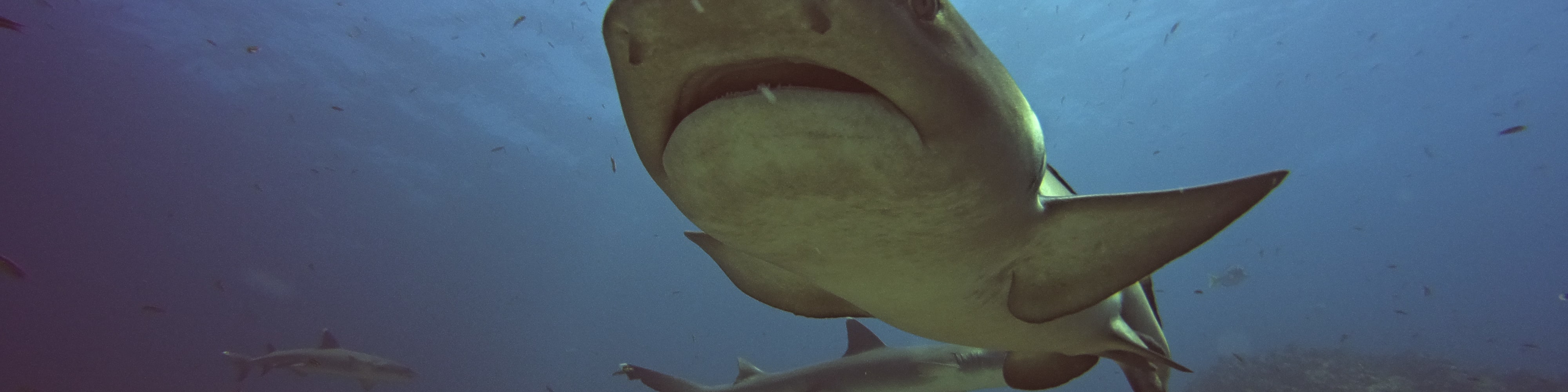 Full-Day Snorkelling Trip