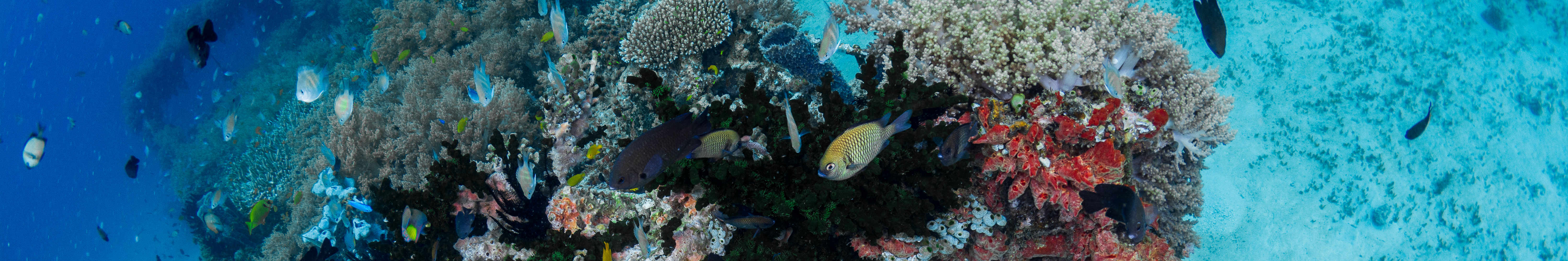 峇里島 PADI 潛水中心進階開放水域潛水員課程