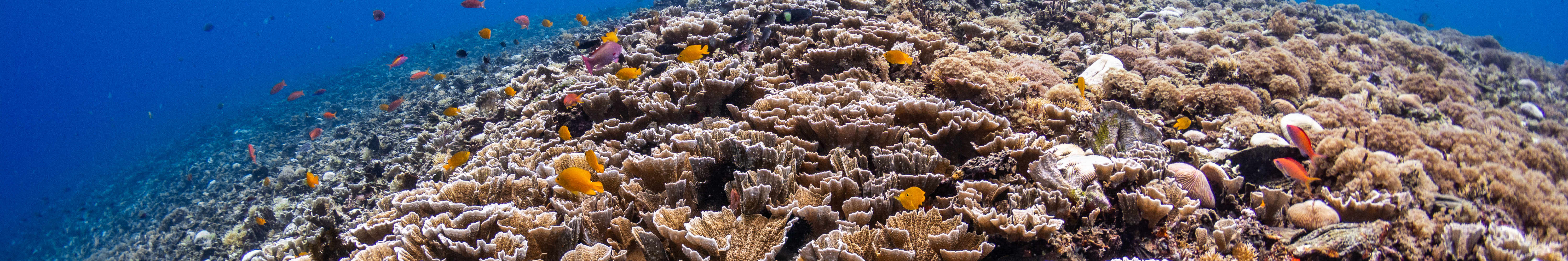 佩母德蘭 PADI 潛水中心體驗潛水