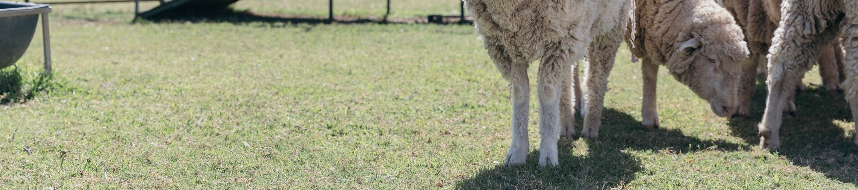 Experience the thrilling stockman show, a tribute to Australia’s rugged outback heritage