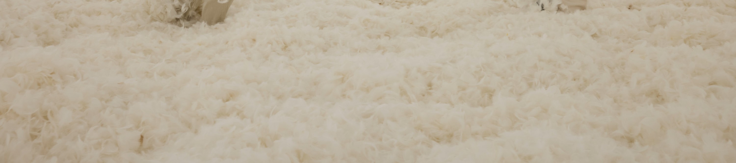 朱迪・芝加哥 《羽毛室》 1966年 
複製品，慕尼黑藝術之家，2023 年 
「身臨夢境：1950 年代至今的女性藝術家環境作 品」展覽現場，2025 年 
© Chicago Woodman LLC, Judy Chicago 攝影：鄭樂天 
圖片由 M+提供