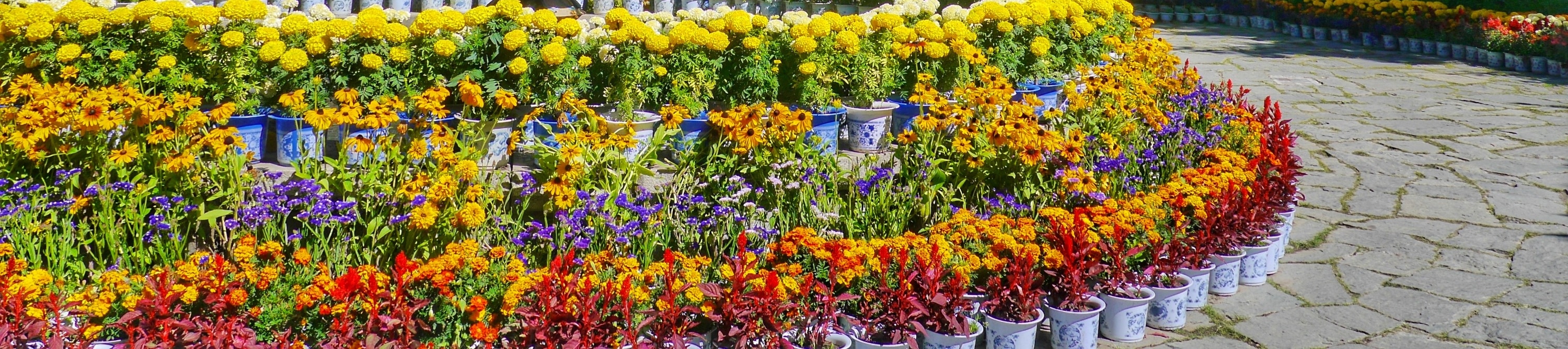 Full Day Dharamshala Tour