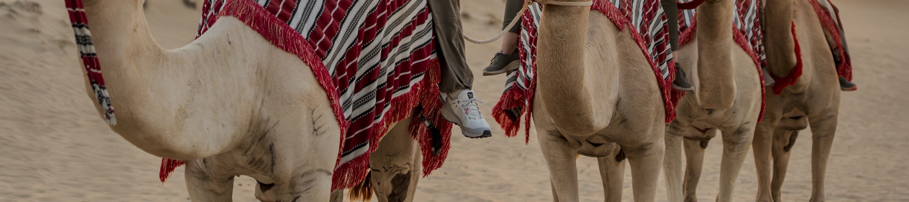 Dubai Camel & Horse Riding Tour with BBQ Dinner at Al Khayma