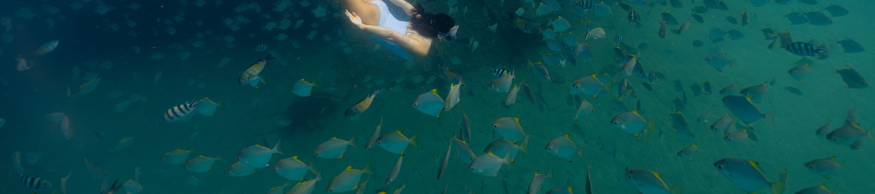 潛入沉船殘骸 (Tangalooma Wrecks) 的海底仙境。 潛入沉船殘骸 (Tangalooma Wrecks) 的海底仙境。
